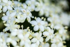 Inflorescence and leaves of elderflower on white background. Sambucus nigra photo