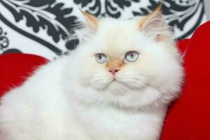 Beautiful white Persian aristocratic cat photo