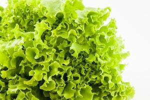 Romaine lettuce isolated on white background. Lactuca sativa photo