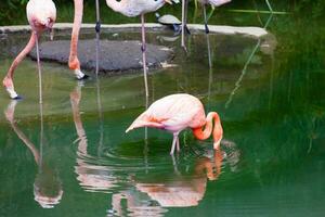 americano flamenco en cautiverio. Phoenicopterus ruber foto