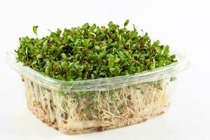 Alfalfa sprouts isolated on white background. Medicago sativa photo