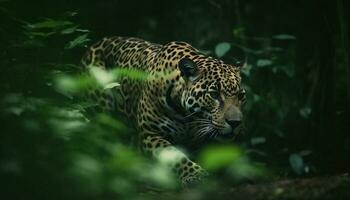 Spotted jaguar walking in tropical rainforest wilderness generated by AI photo