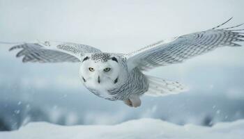 Snowy owl flying mid air, spread wings, tranquil generative AI photo