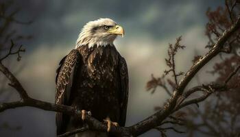 Majestic bald eagle perched on winter branch generated by AI photo
