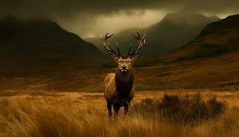 majestuoso ciervo roza en tranquilo montaña prado generado por ai foto