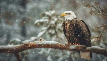 Bald eagle perching on pine tree branch generated by AI photo