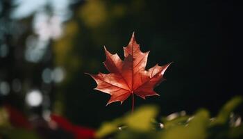Vibrant autumn colors on Japanese maple tree photo