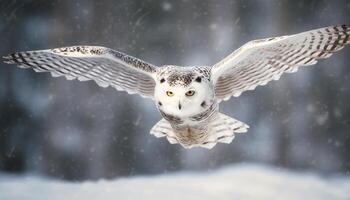 Snowy owl spreads wings in tranquil forest generated by AI photo