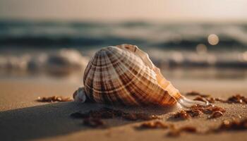 Seashell beauty in nature heat of summer day generated by AI photo