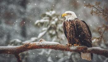 Bald eagle perching on pine tree branch generated by AI photo