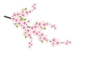 Realistic cherry blossom and  cherry flowers and petals illustration,cherry blossom vector. pink sakura flower background. cherry blossom flower blooming vector