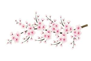 Realistic cherry blossom and  cherry flowers and petals illustration,cherry blossom vector. pink sakura flower background. cherry blossom flower blooming vector