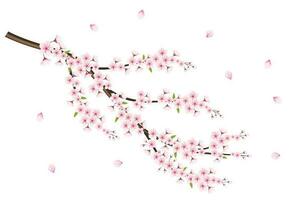 Realistic cherry blossom and  cherry flowers and petals illustration,cherry blossom vector. pink sakura flower background. cherry blossom flower blooming vector