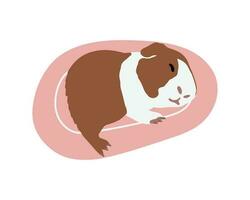 Cute guinea pig sleeping on a cushion. Vector illustration of a pet sleeping. Rodent illustration.