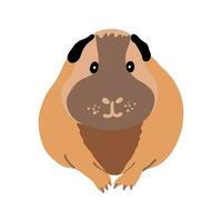 Cute fat guinea pig sitting, front view. Vector illustration of a pet sitting. Rodent illustration.