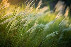Grass with sun flare in the background. photo