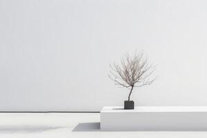 Small tree in a white square vase, perfect for adding greenery to any space. photo