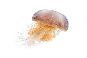 Colorful of Jellyfish clipart isolated on white background, marine life animals, Jellyfish dancing and swimming, with . photo