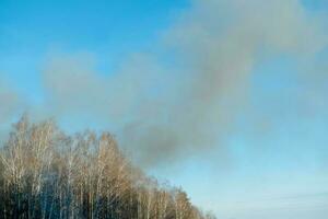 black smoke from the forest, view of the sky and treetops. Forest fires from drought and wind photo