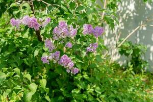 lilac bush with purple flowers in summer photo
