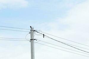 a magpie sits high on a power line. Birds create danger with electricity photo