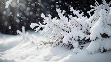 Frozen pine tree branches in winter forest with snowflakes. photo