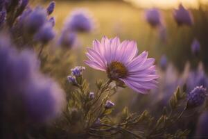 purple daisy flower in the meadow at sunset, vintage. photo