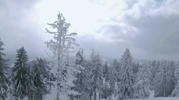 ungewöhnlich Antenne Aussicht von ein fabelhaft Winter Berg Landschaft Nahansicht. glatt und wendig Flug zwischen schneebedeckt Bäume. gefilmt auf fpv Drohne. video