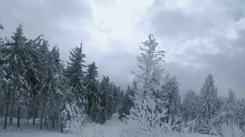 ongebruikelijk antenne visie van een fantastisch winter berg landschap detailopname. glad en wendbaar vlucht tussen met sneeuw bedekt bomen. gefilmd Aan fpv drone. video