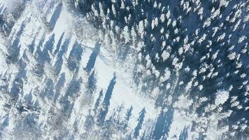 Top view of a fabulous winter forest in clear sunny day video