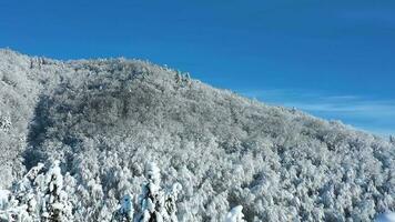 Haut vue de une fabuleux hiver forêt dans clair ensoleillé journée video