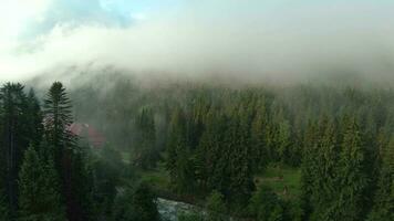 volo al di sopra di montagne coperto con conifero foresta. nebbia sorge al di sopra di il montagna versante video