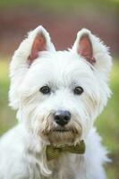 Westie posing outdoors with a bow tie photo