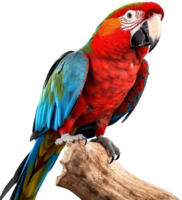 Parrot png with AI generated.