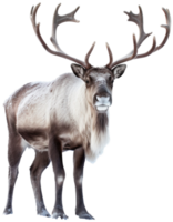 Reindeer png with AI generated.