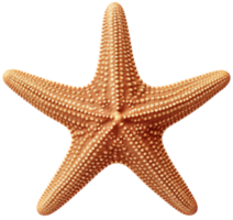 estrella de mar png con ai generado.