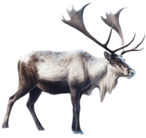 Reindeer png with AI generated.