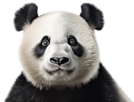 panda png con ai generato.