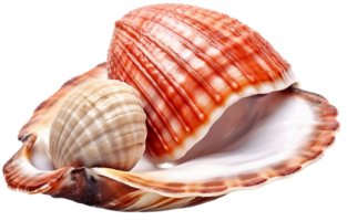 Seashell png with AI generated.