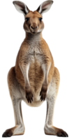 kangoeroe PNG met ai gegenereerd.
