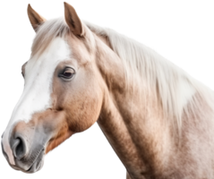 Horse with . png