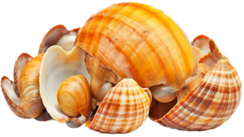 Seashell png with AI generated.