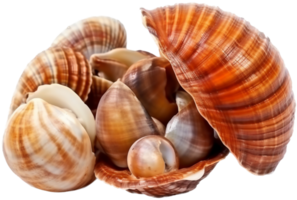 Seashell png with AI generated.