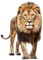 Lion png with AI generated