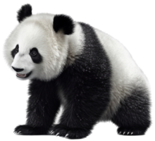 panda PNG met ai gegenereerd.