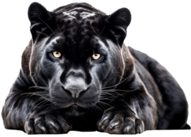 Panther png mit ai generiert.