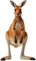 Kangaroo with . png