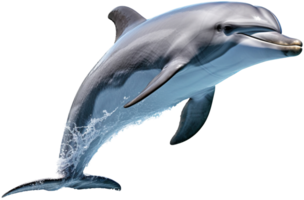 Dolphin with . png