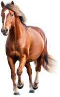 paard PNG met ai gegenereerd.