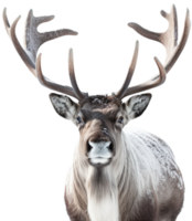 Reindeer png with AI generated.